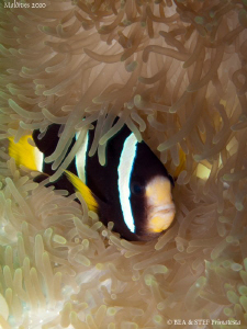 Another clownfish... Canon G10. by Bea & Stef Primatesta 
